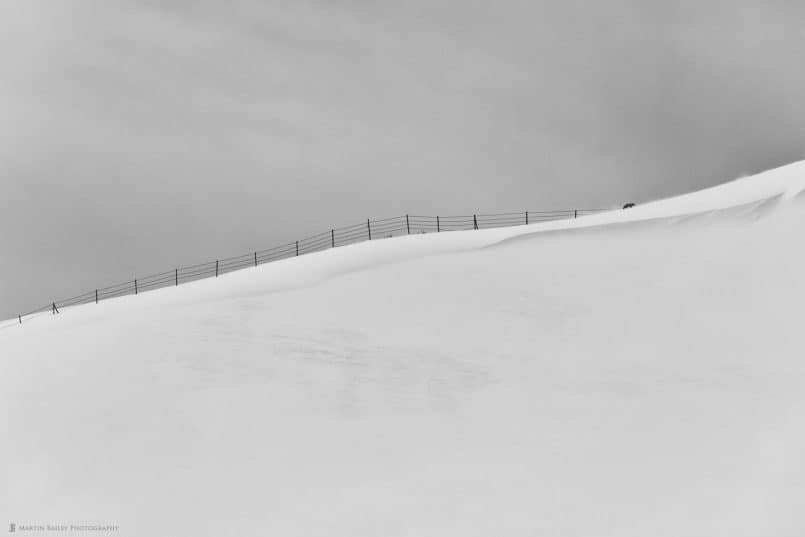 Fox with Fence on Hill