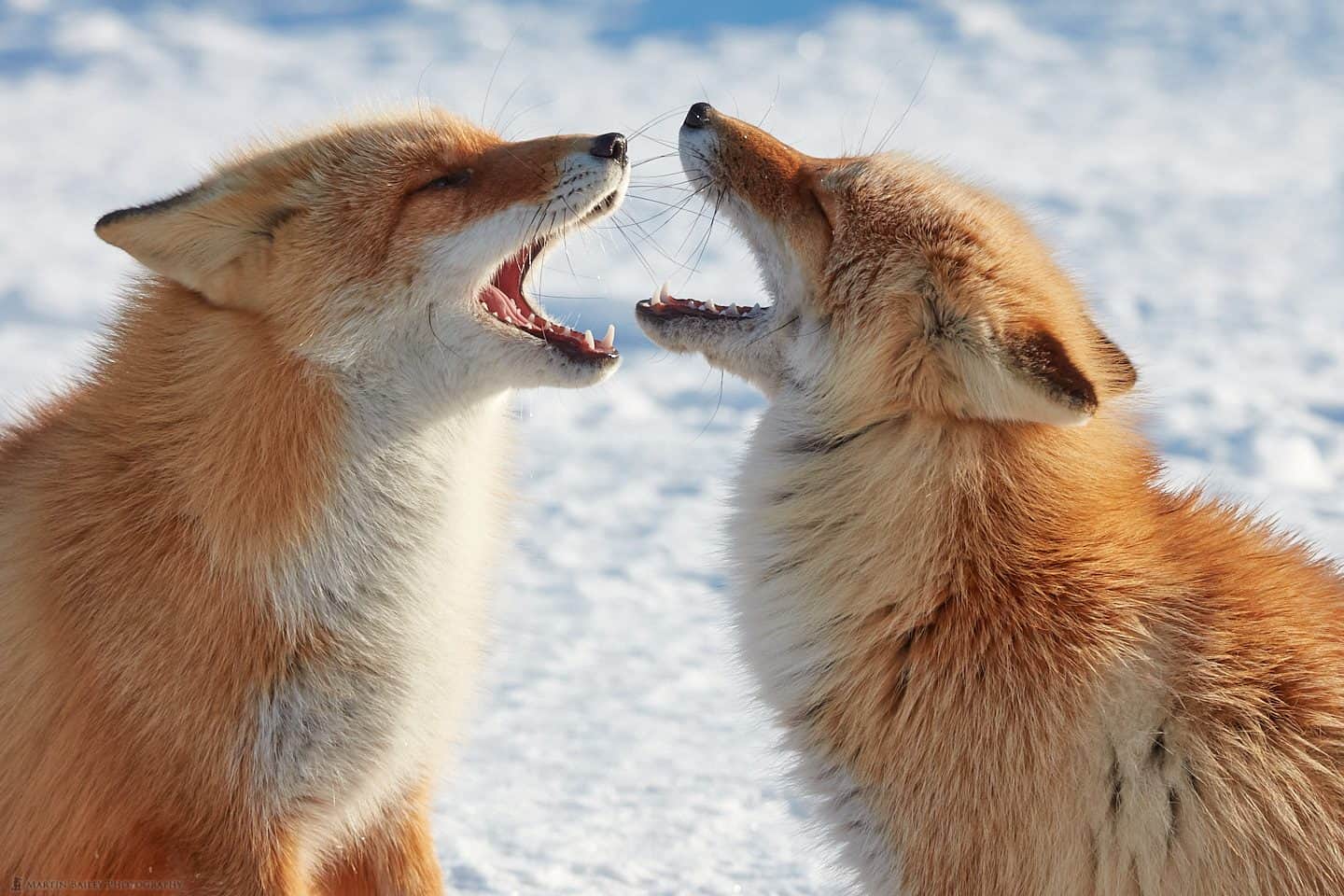 Foxy Faceoff