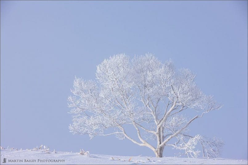 Hoar Frost Tree