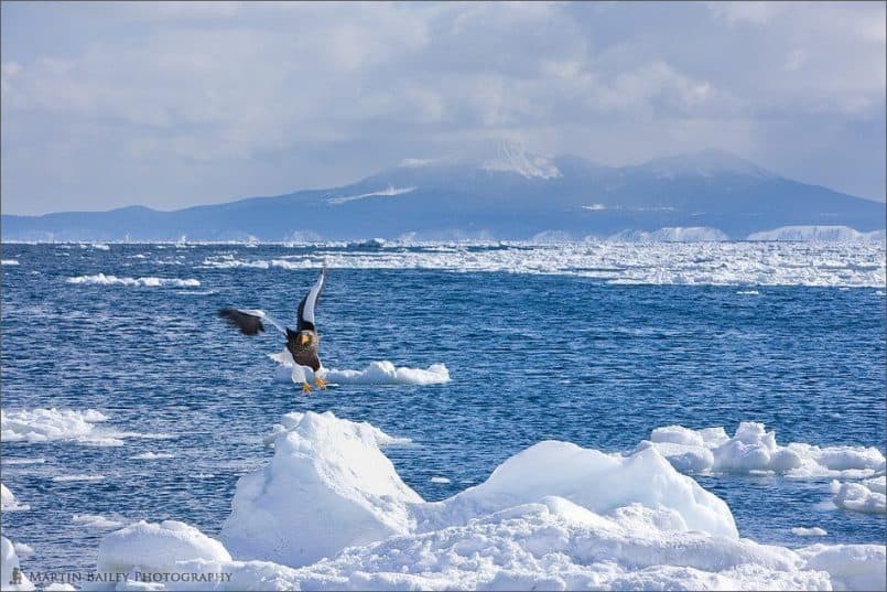 Steller's Sea Eagle with Kuril Island