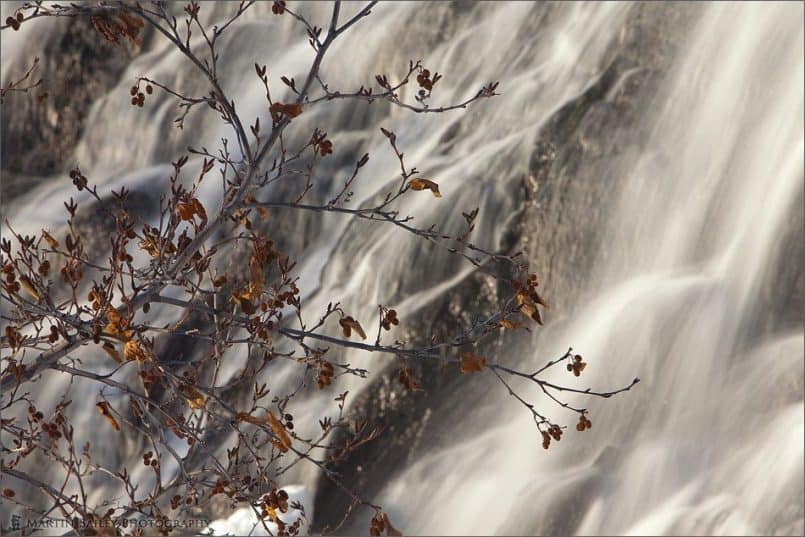 Tree at Oshin Koshin Falls