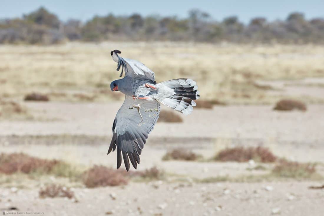 Southern Pale Chanting Goshawk Catching Skink