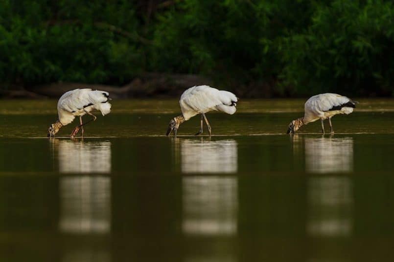 Wood-Storks