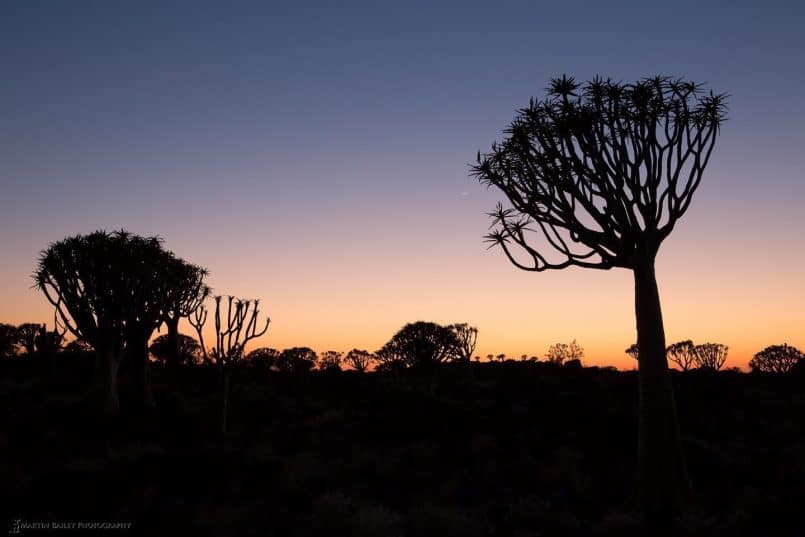 Quiver Tree Sunrise (with Moon)