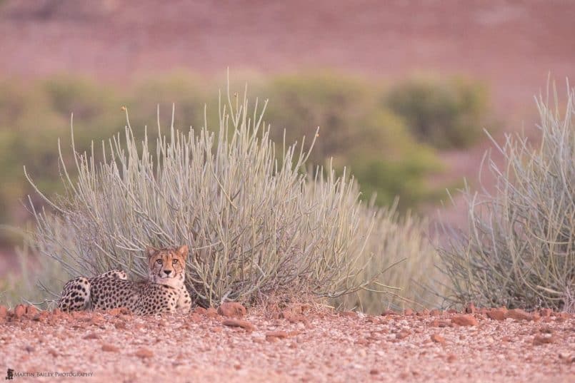 Relaxed Cheetah