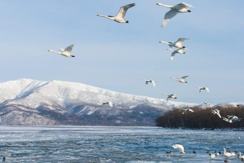 Whooper Swan Fly-in