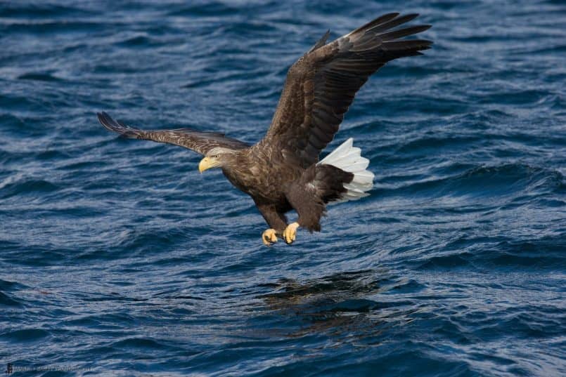 White-Tailed Eagle Flying Low