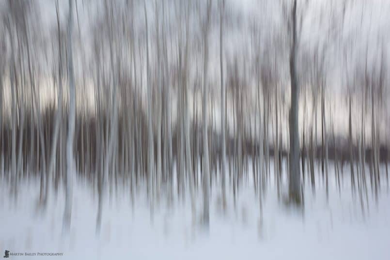 Spooky Birch Copse