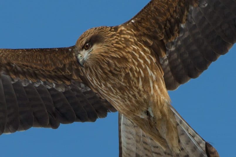 Black Kite Soaring  @ 560mm 100% Crop