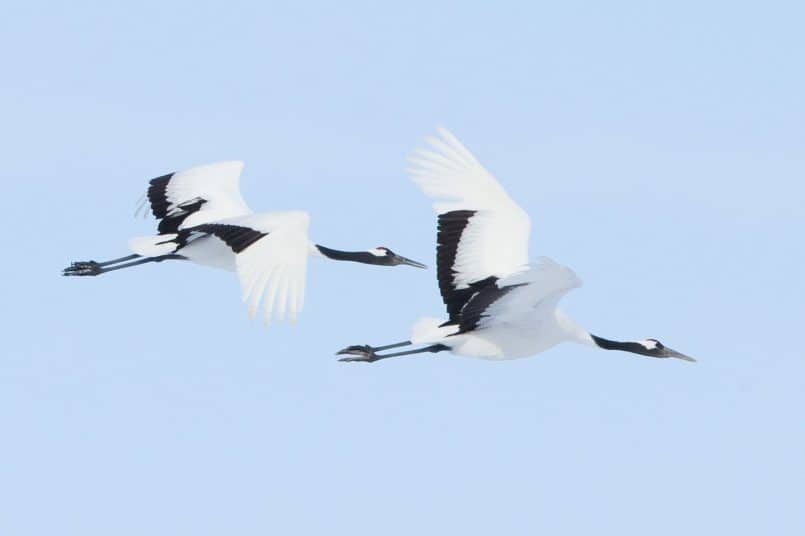 Nine Red-Crowned Cranes in Flight 100% Crop