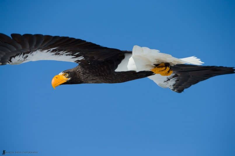 Steller's Sea Eagle