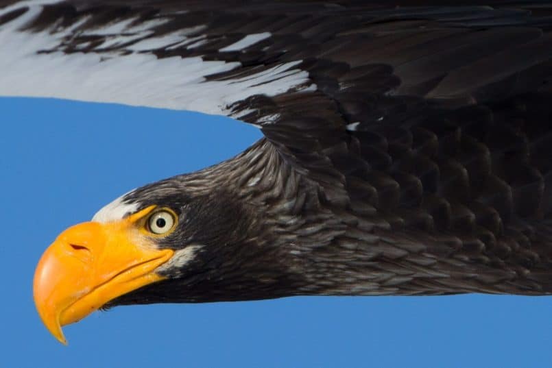 Steller's Sea Eagle @ 100%