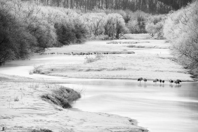 Cranes at Roost