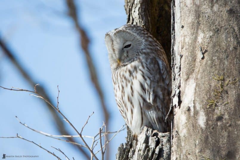 Sleepy Ural Owl @ 1120mm