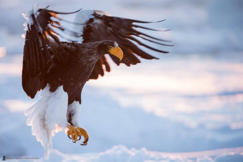 Steller's Sea Eagle at Dawn