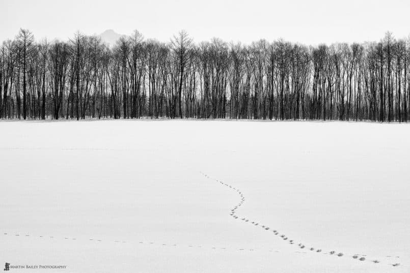 Footprints to Mount Shari