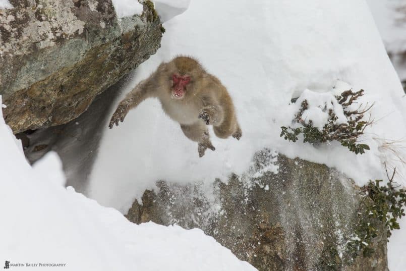 Leaping Snow Monkey