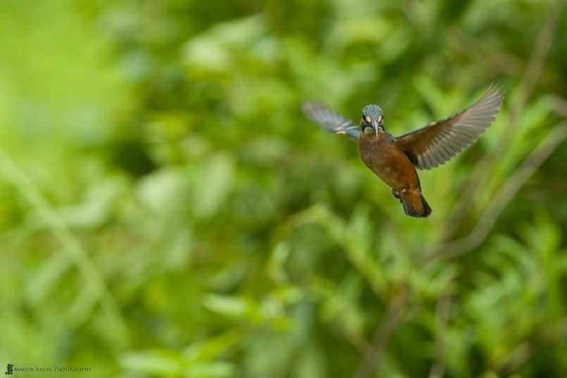 Hovering Kingfisher