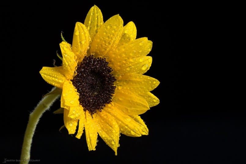 Sunflower Focus Stack