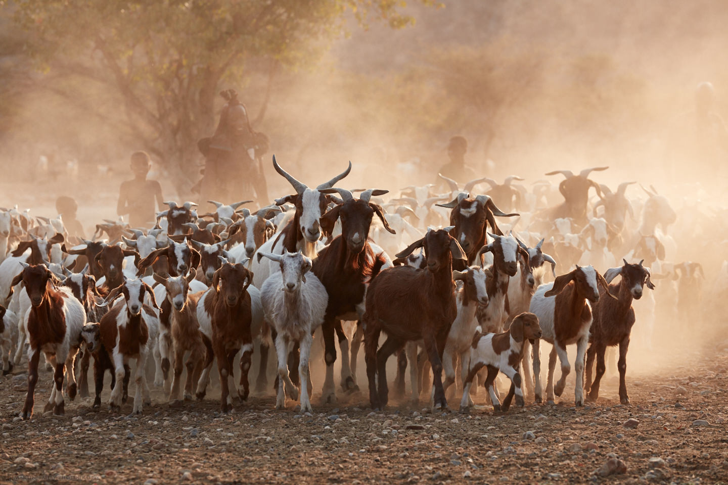 Himba Goat Herding