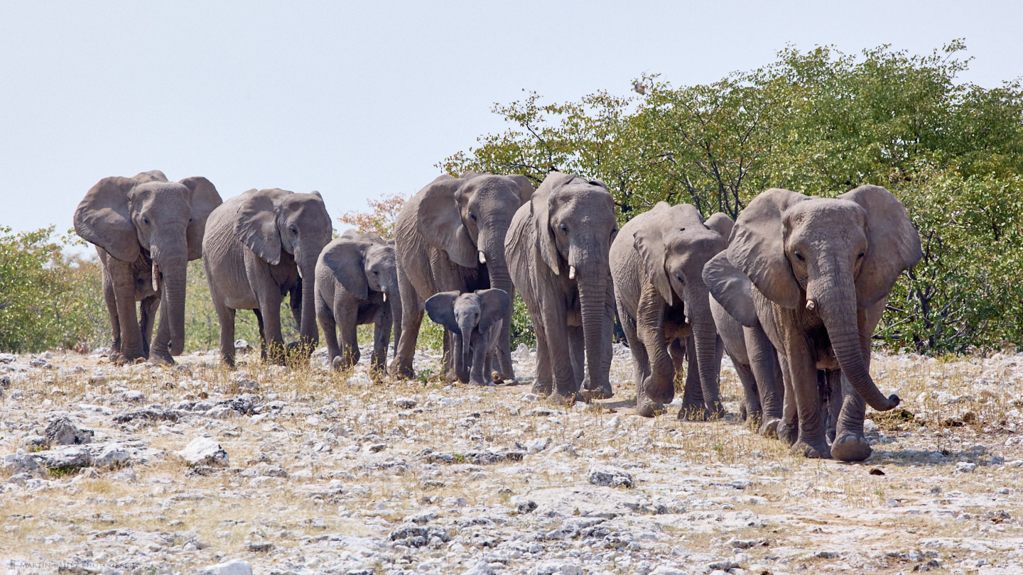 Elephant Procession