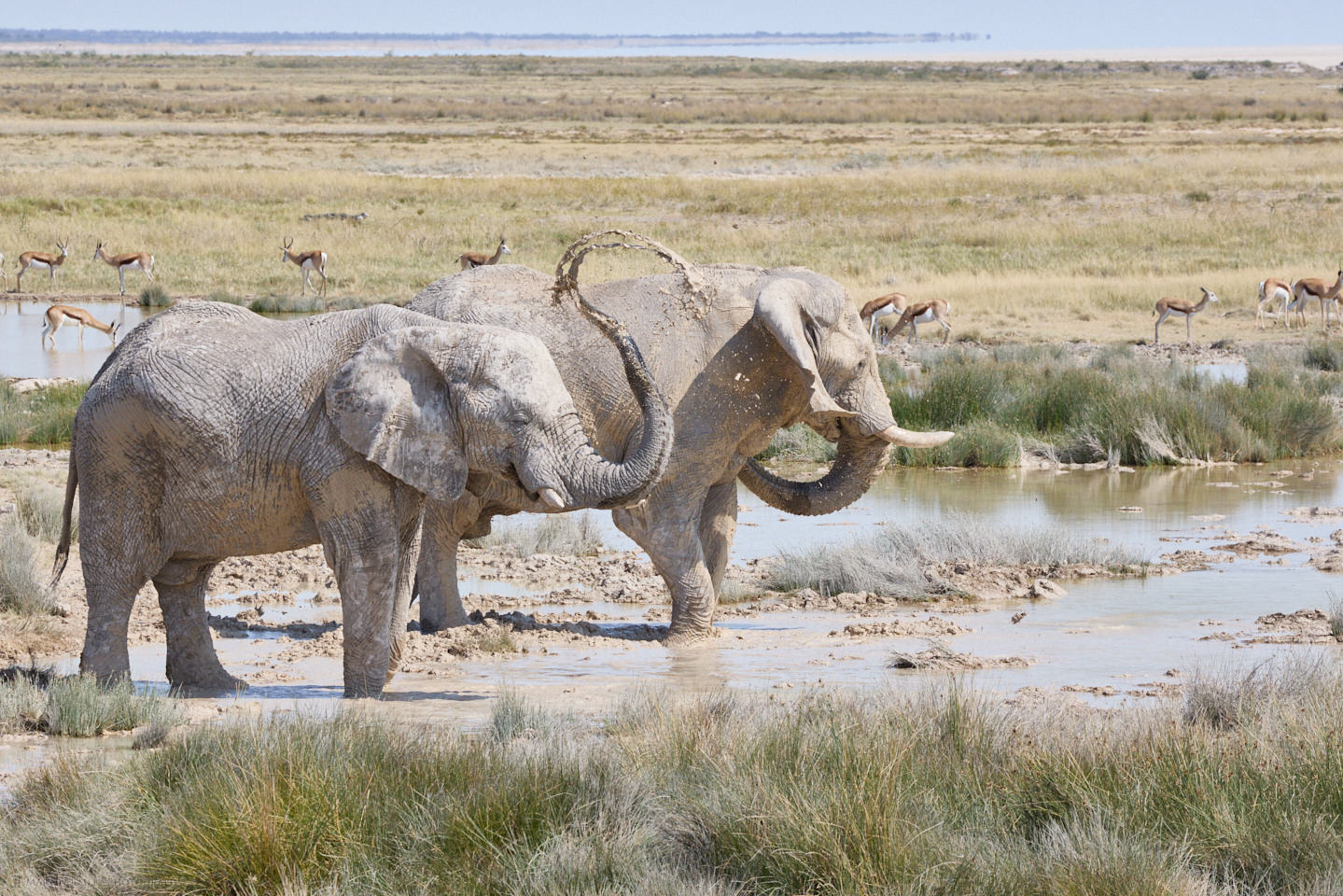 Biblical Waterhole