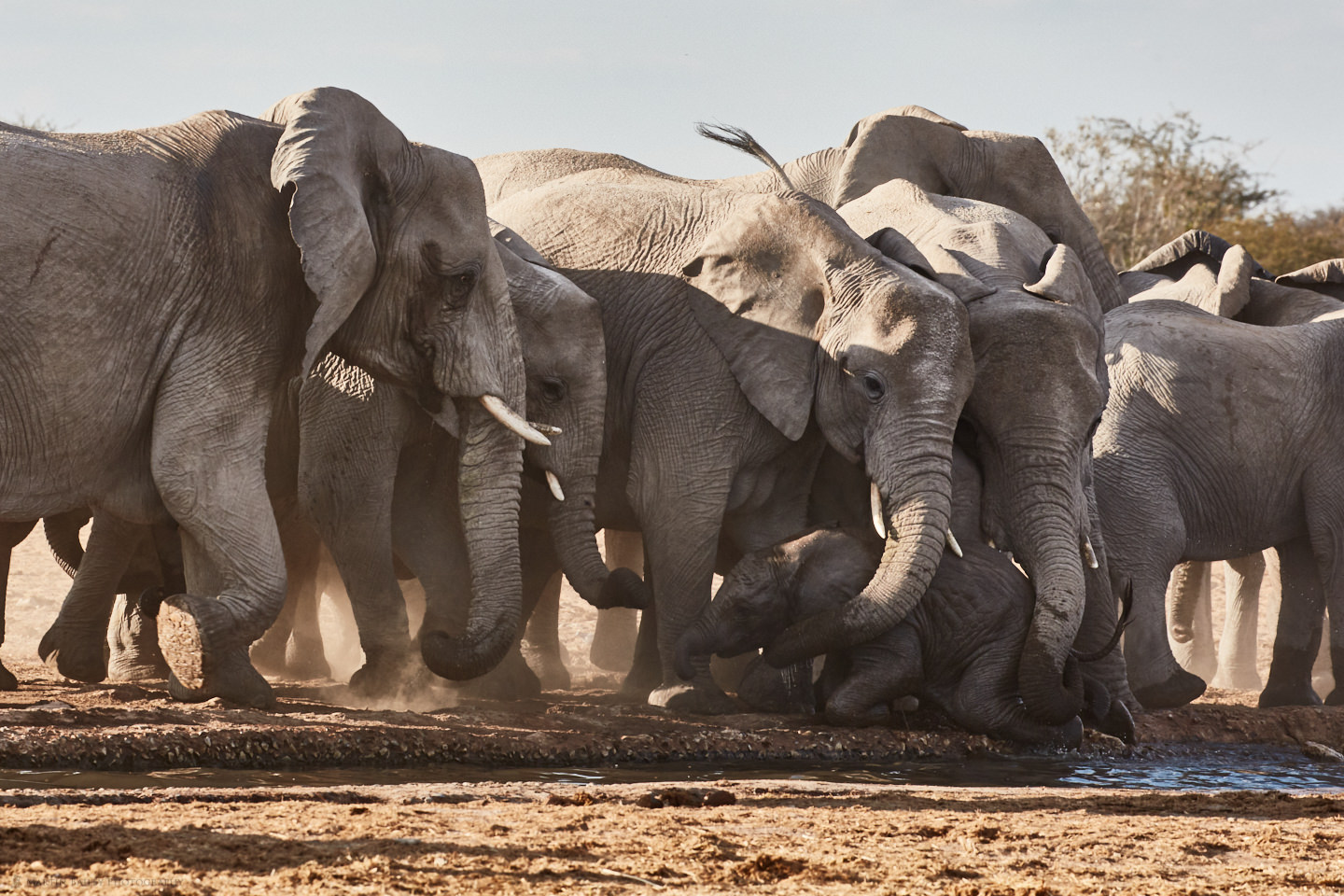 Baby Elephant Being Rescued from Waterhole