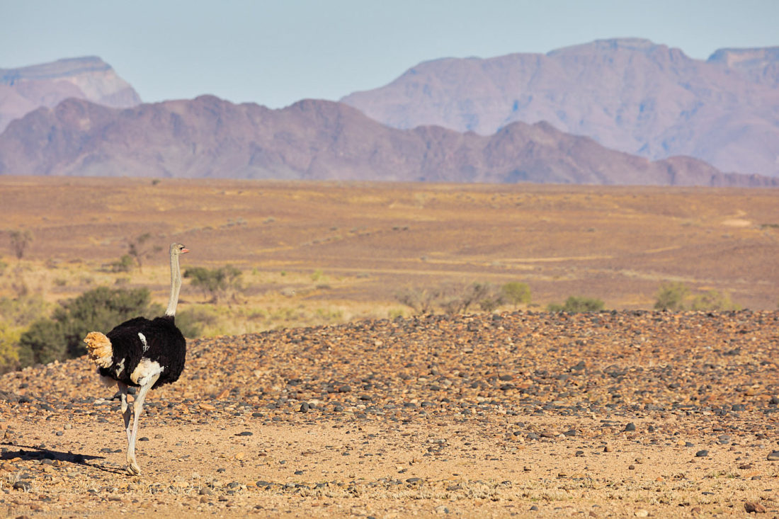 Ostrich Peering Out