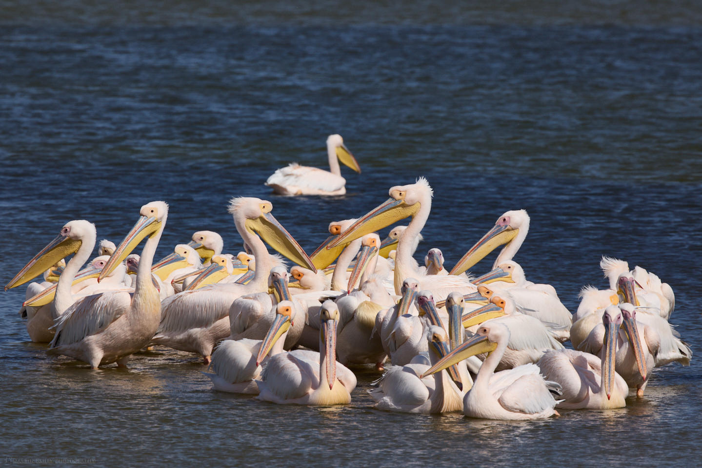 Great White Pelicans