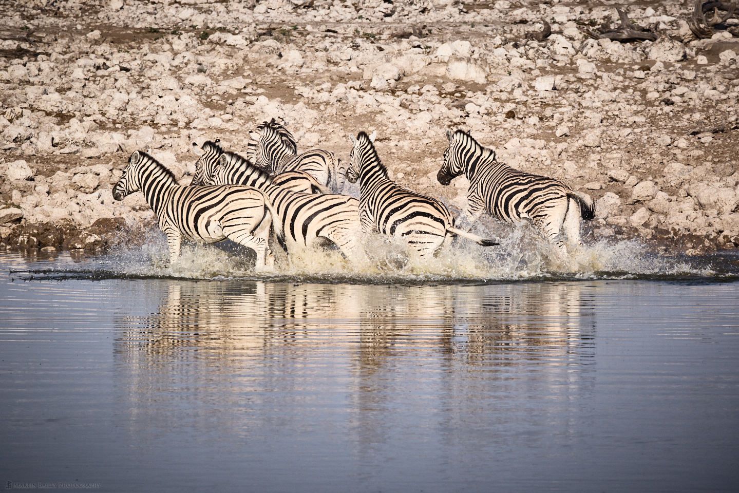 Zebra at Okaukuejo Waterhole