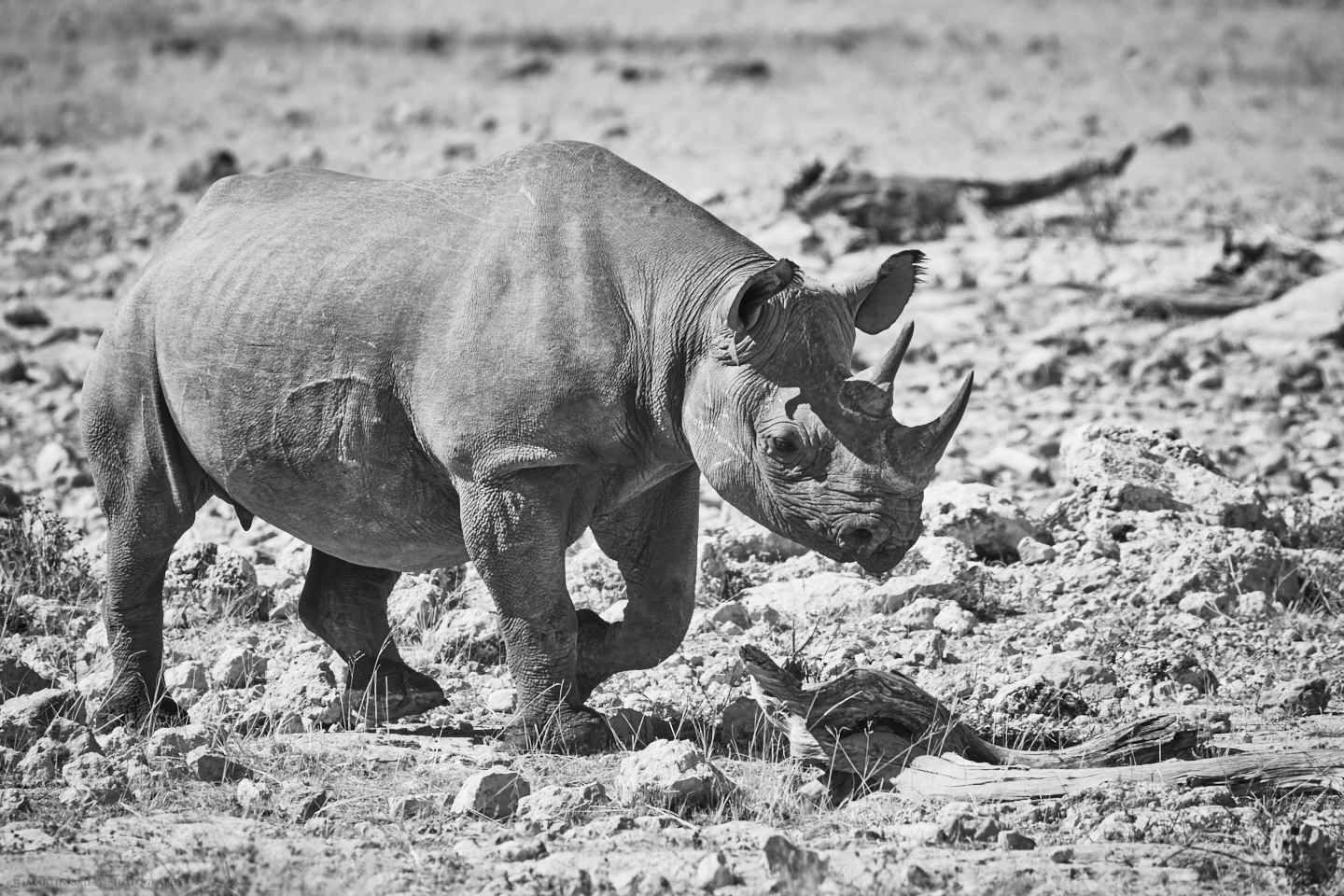 Black Rhinoceros