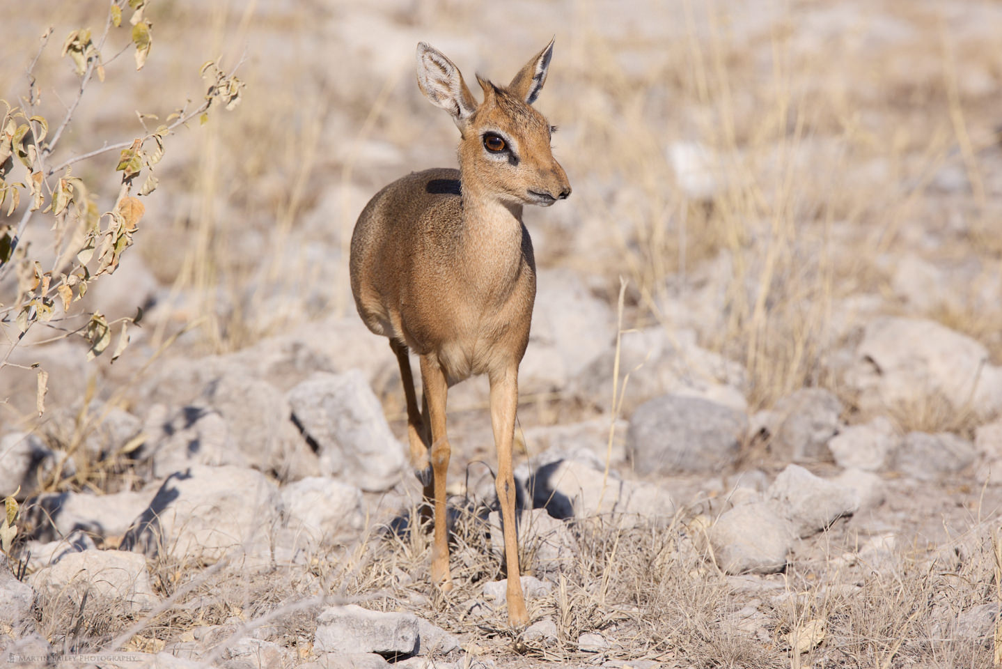 Dik Dik