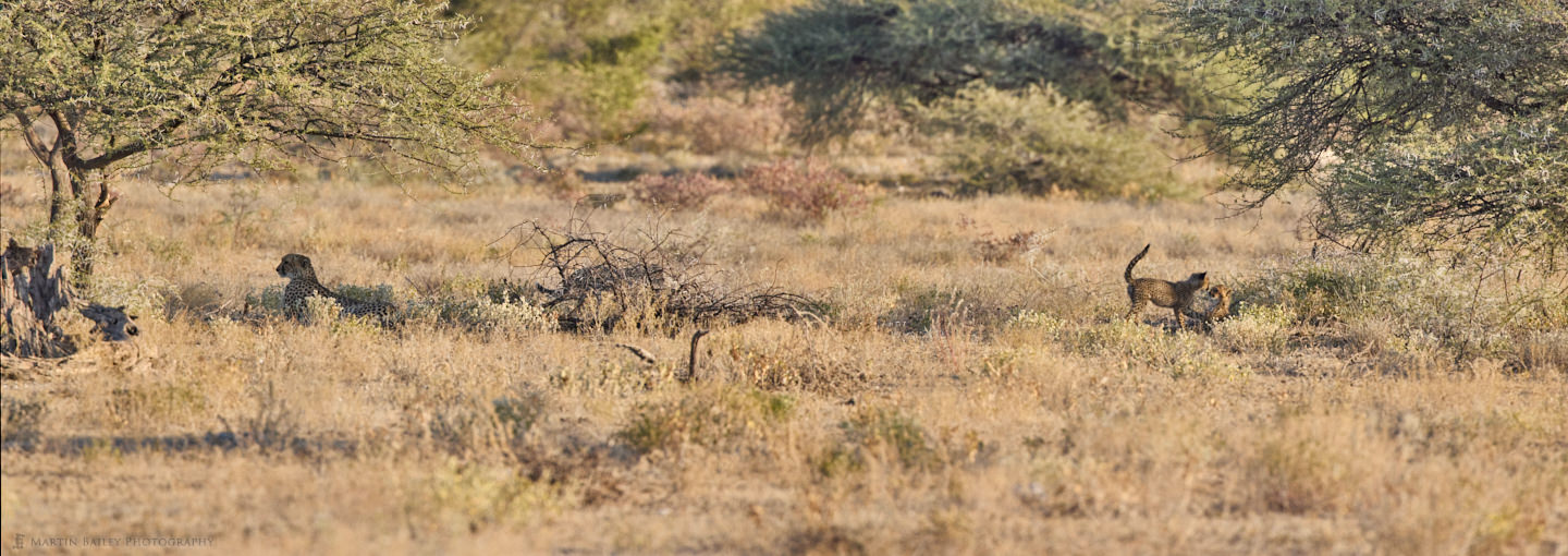 Cheetah Cubs at Play