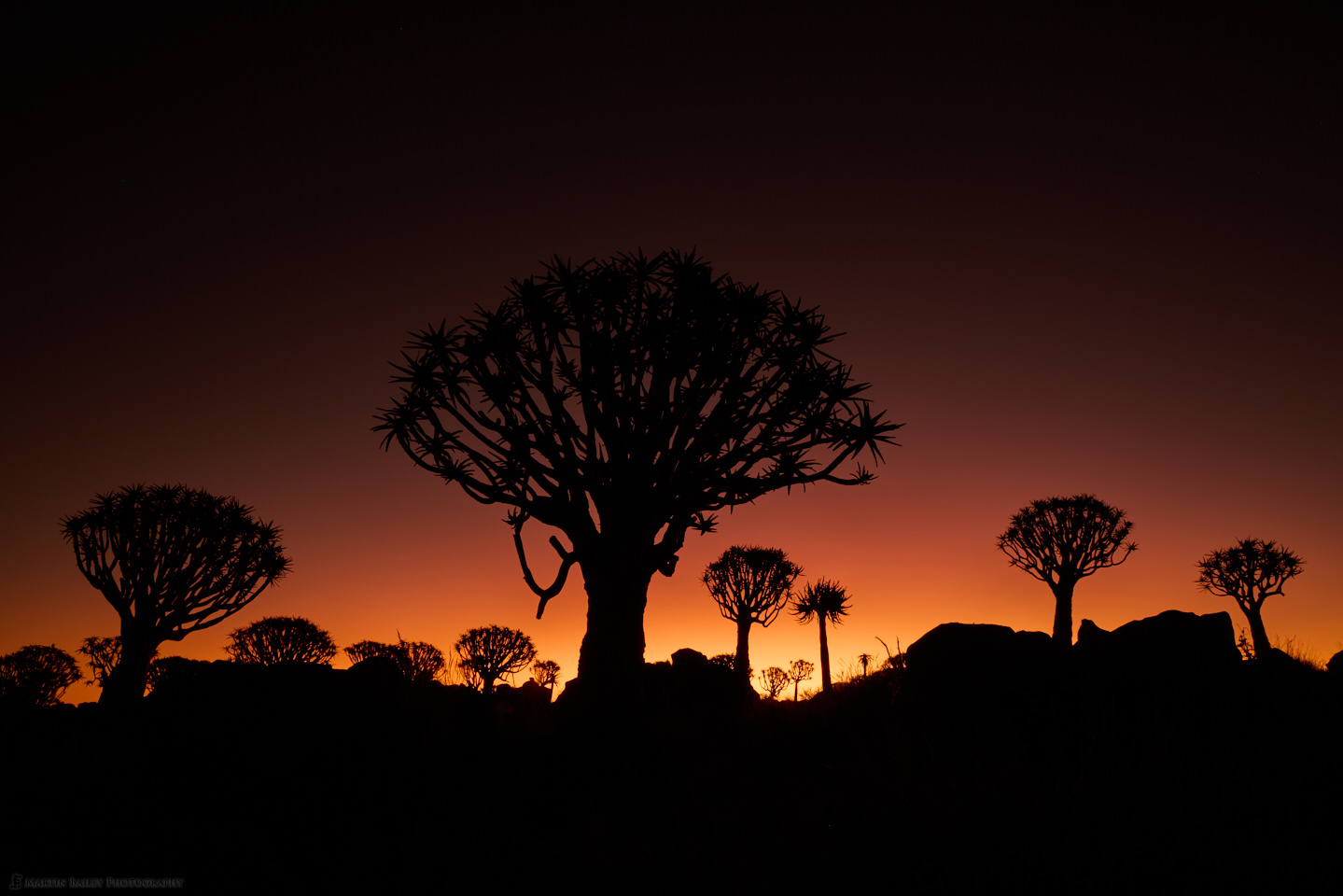 Quiver Tree Sunset