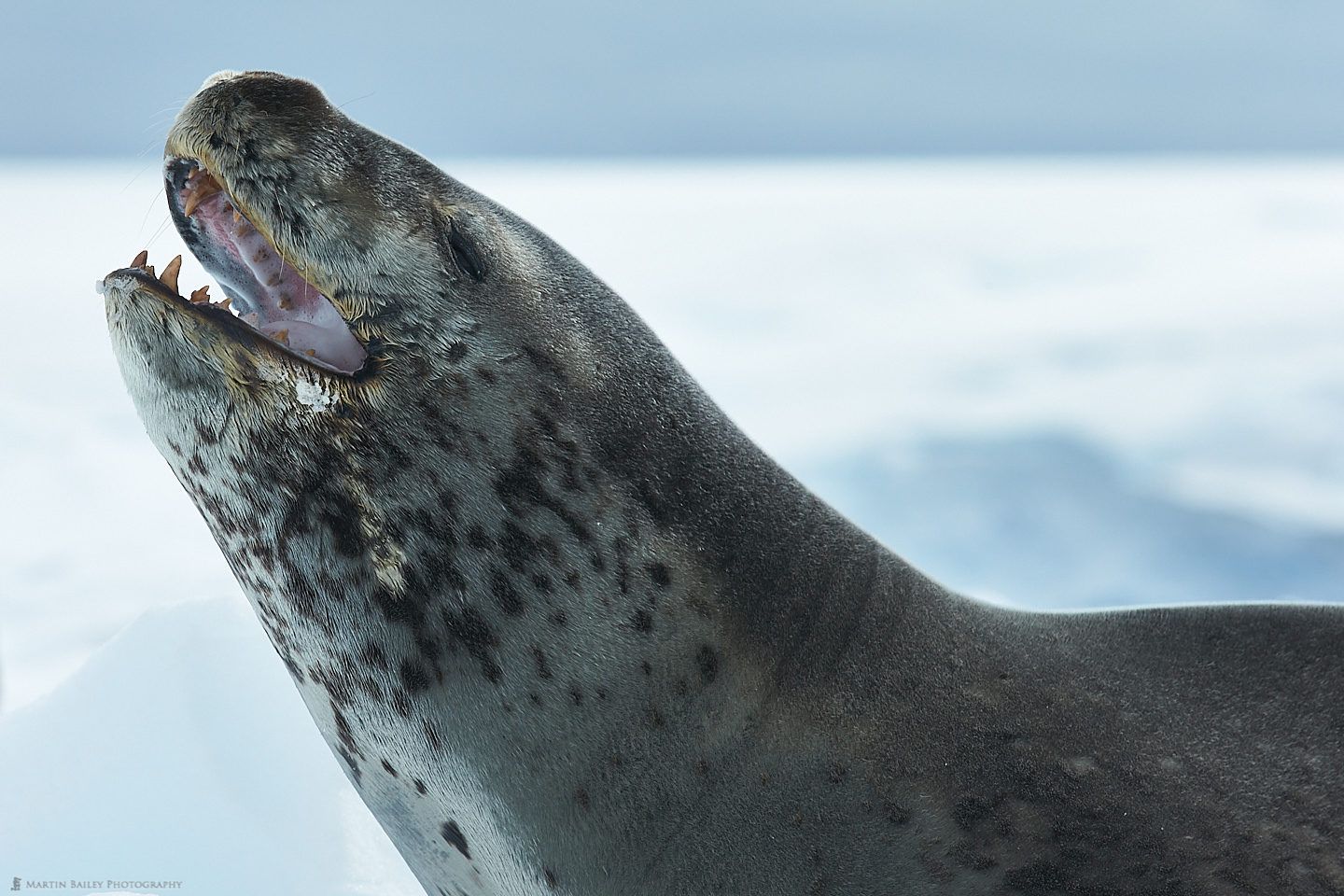 Foaming Leopard Seal