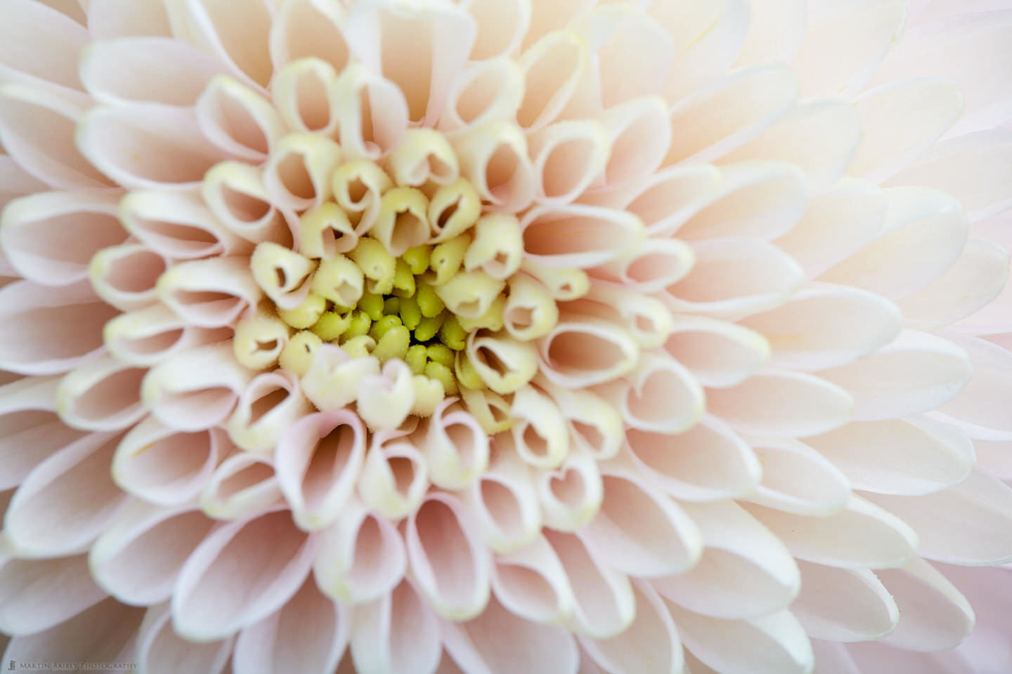 Young Chrysanthemum