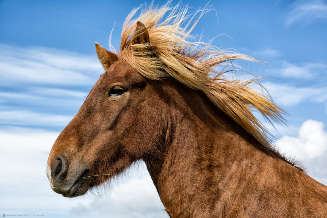 Icelandic Horse