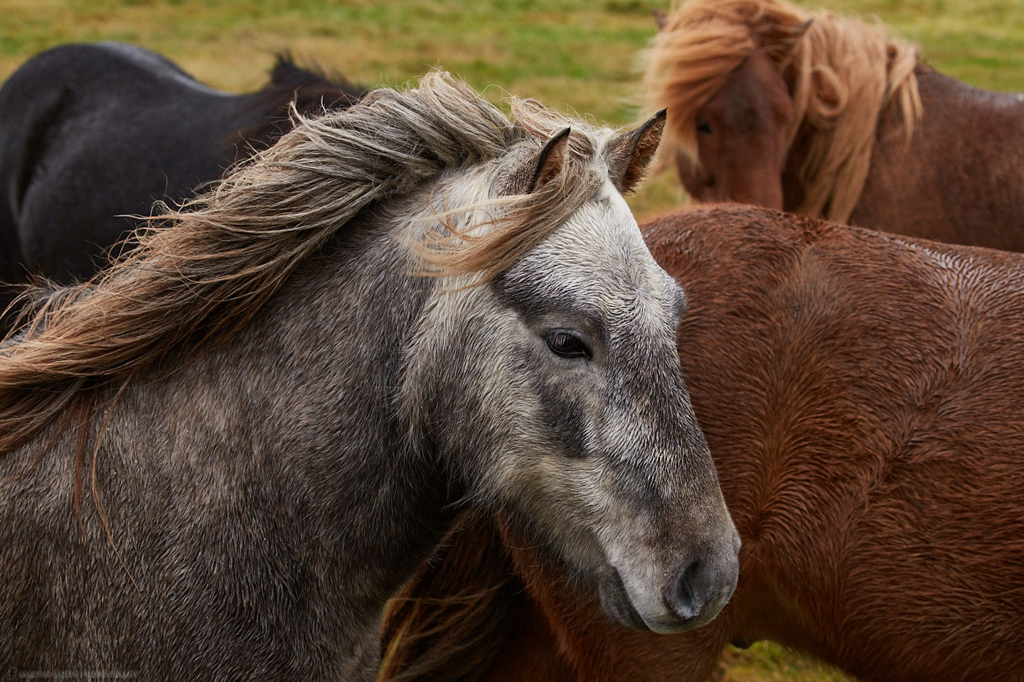 Icelandic Horses