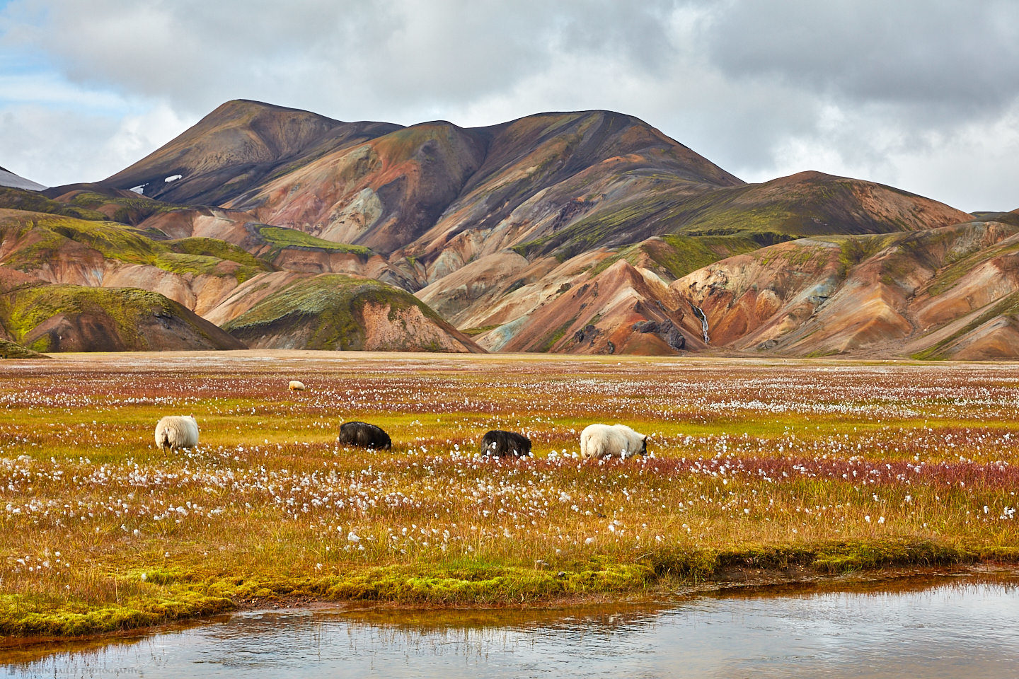 Landmannalaugar Sheep and Cotton Grass