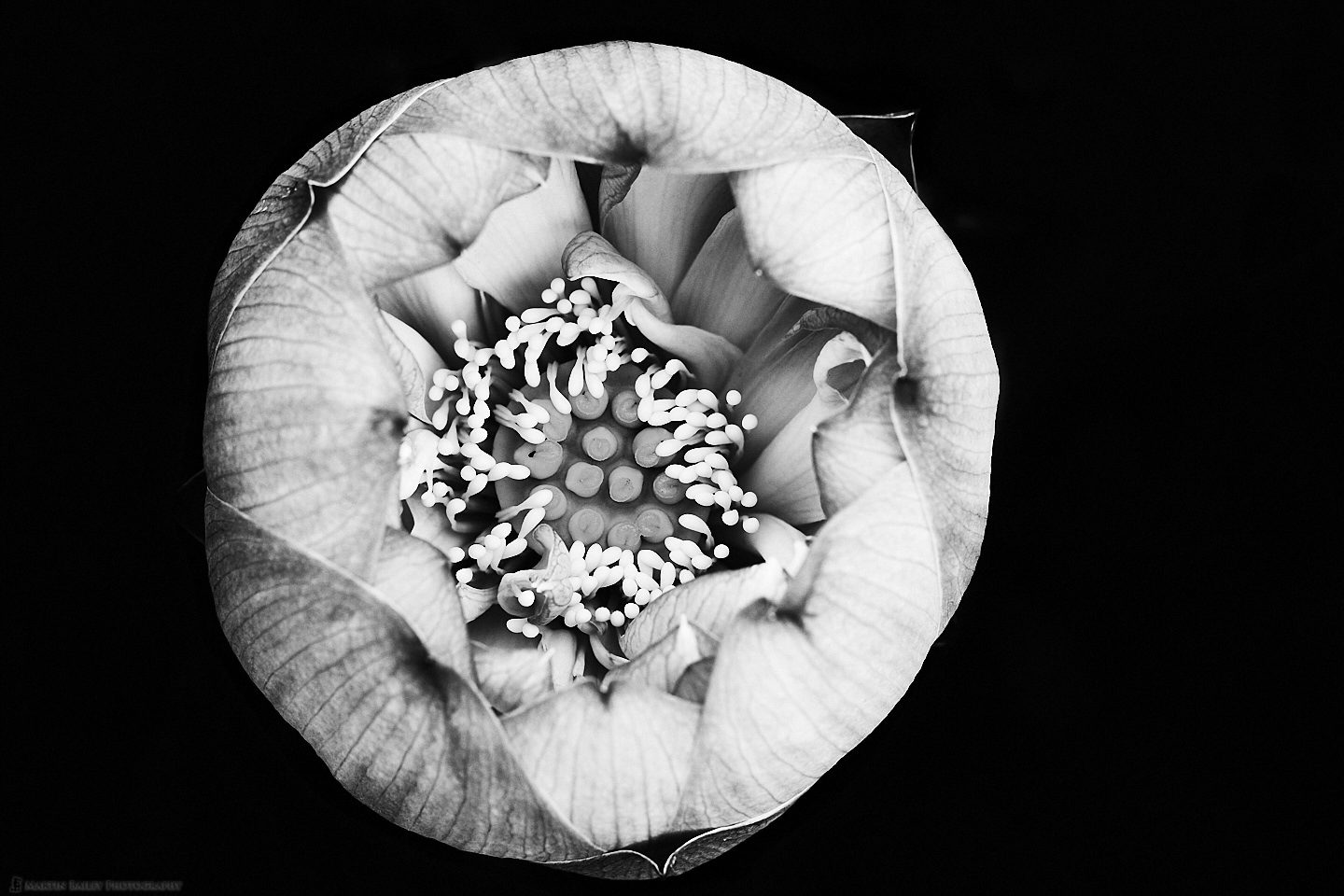 Lotus Flower Interior