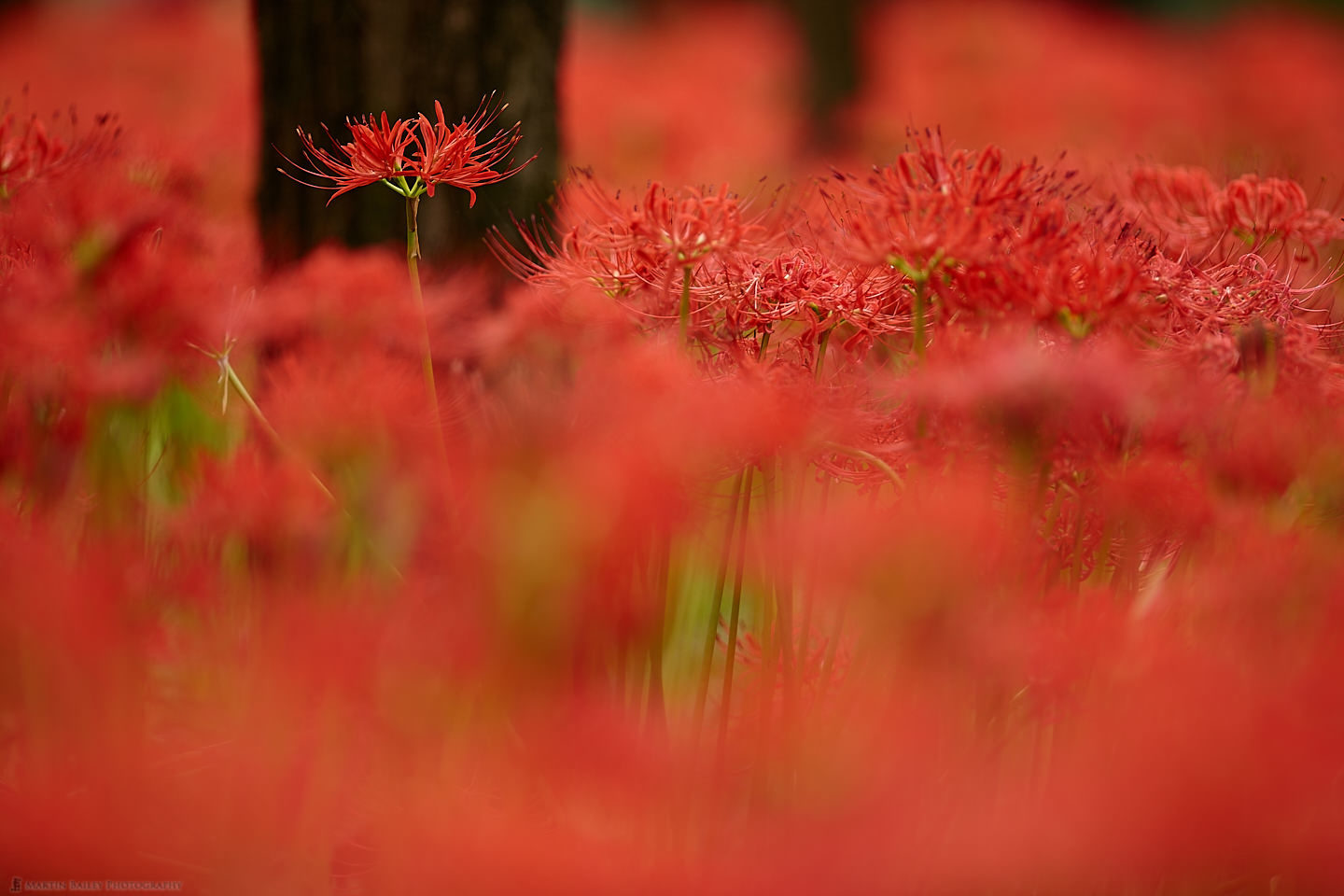 Sea of Red