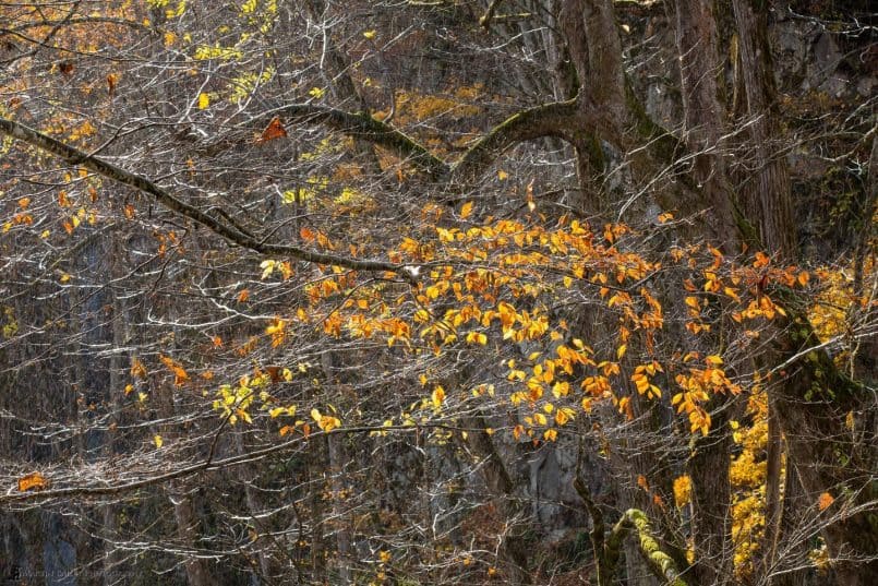 Fall Leaves in Rain