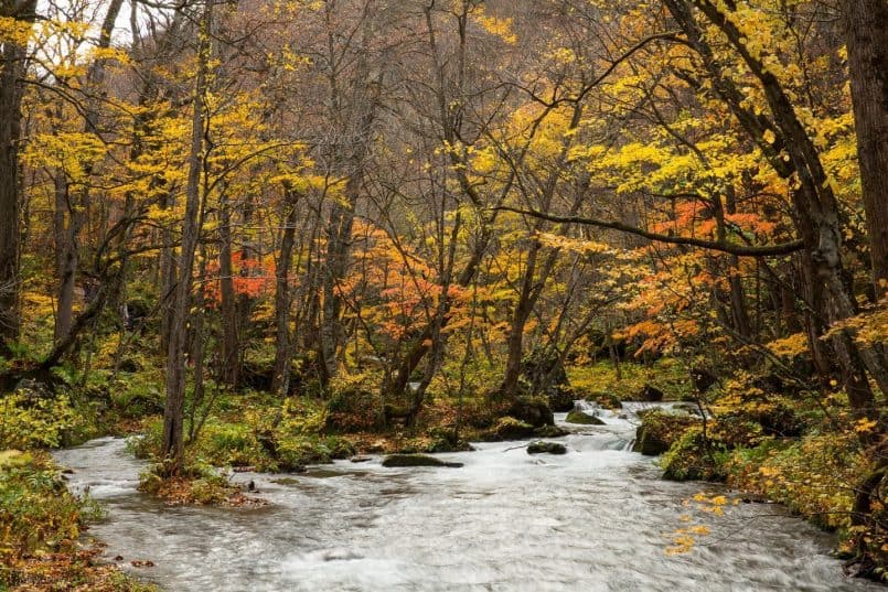 Oirase Keiryu (Mountain Stream)