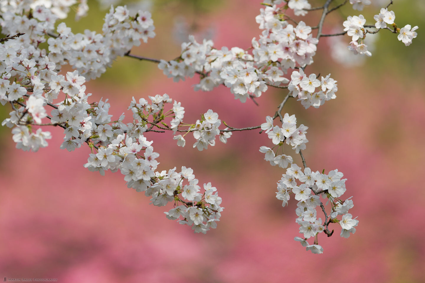 Pink on Pink