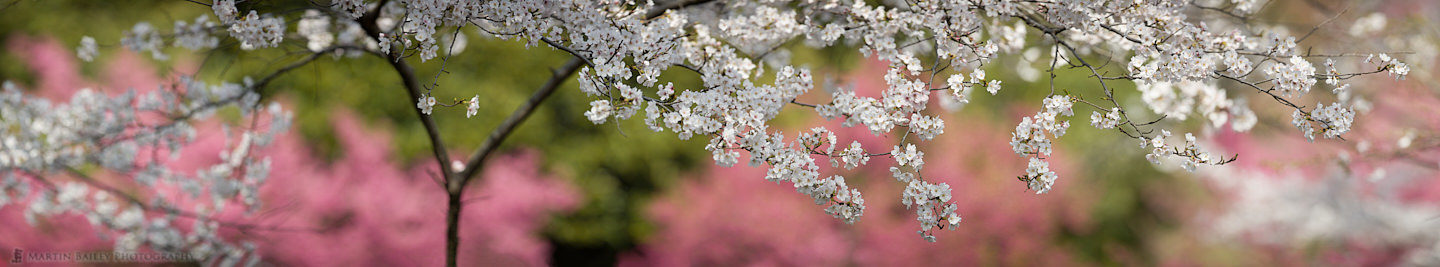 Cherry Blossom Panorama