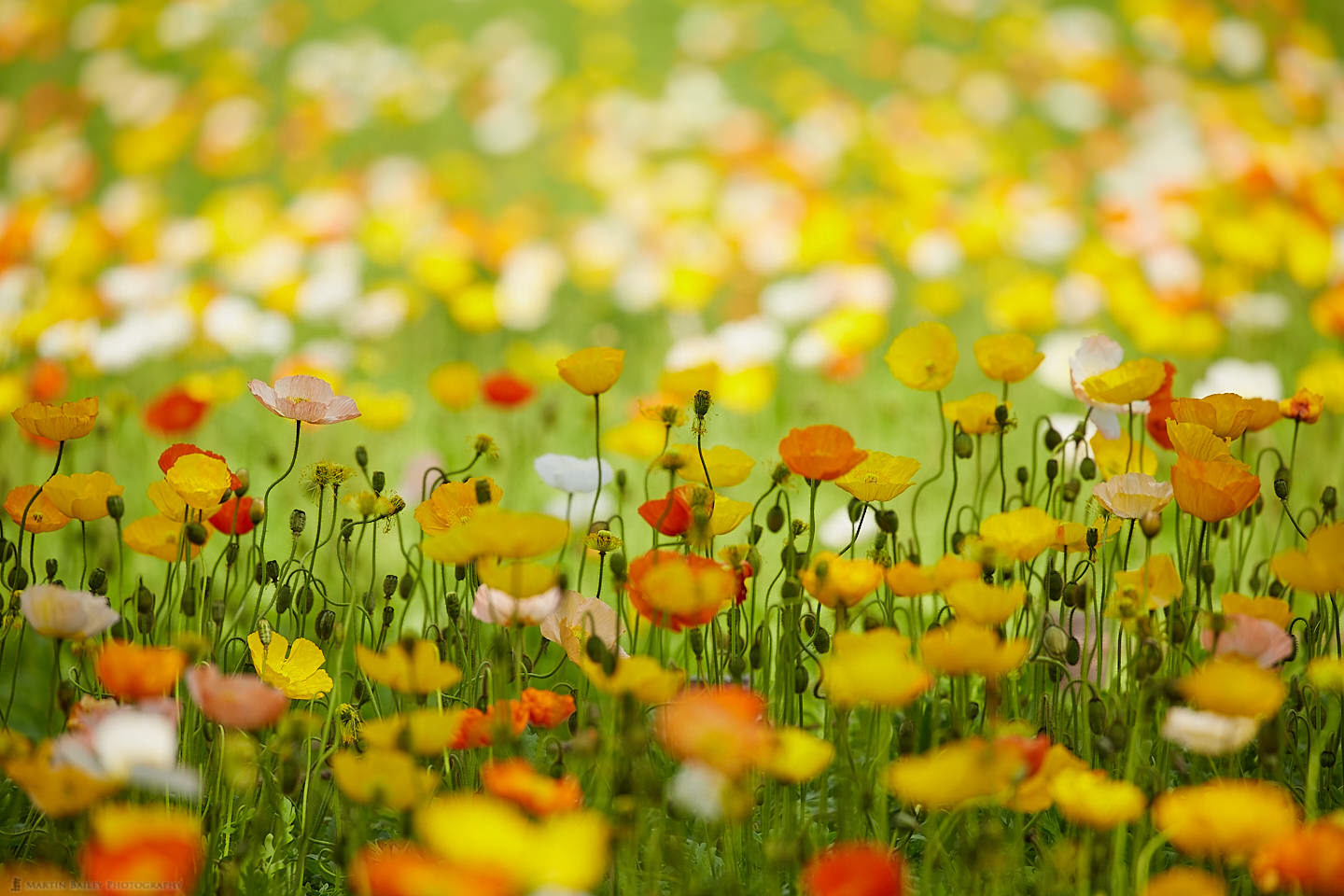 Spring Poppy Field