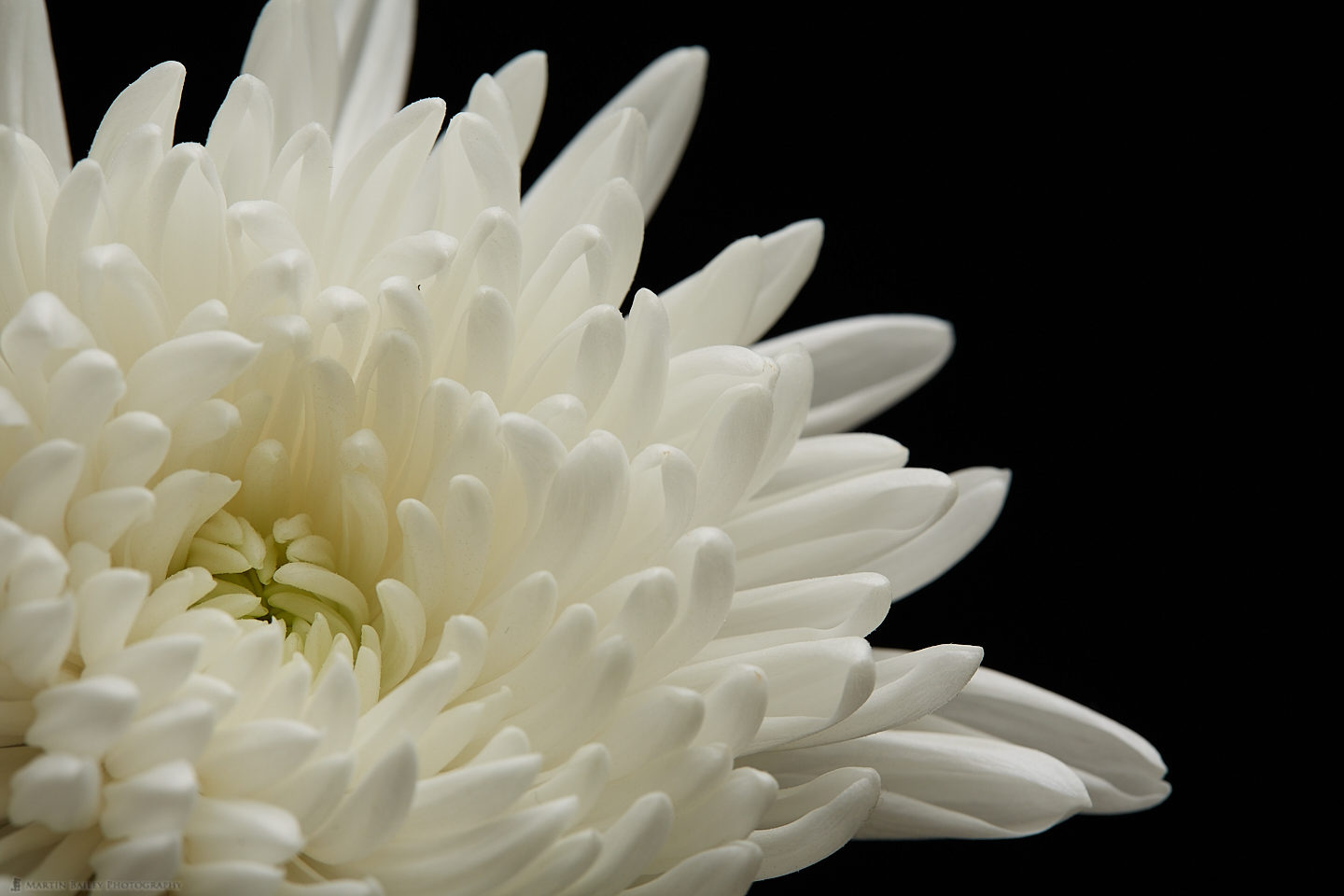 Beckoning (White Chrysanthemum)