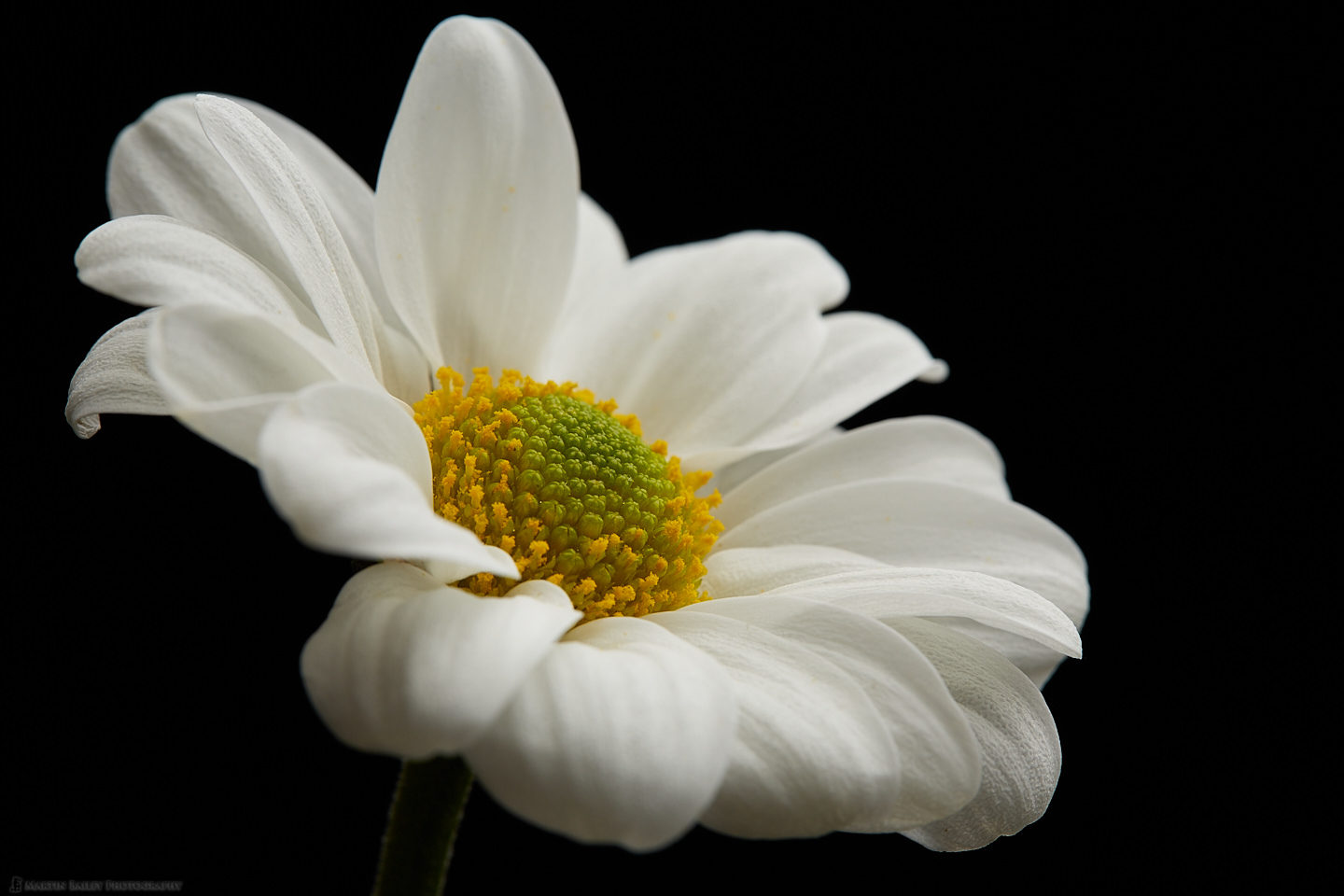 White Daisy