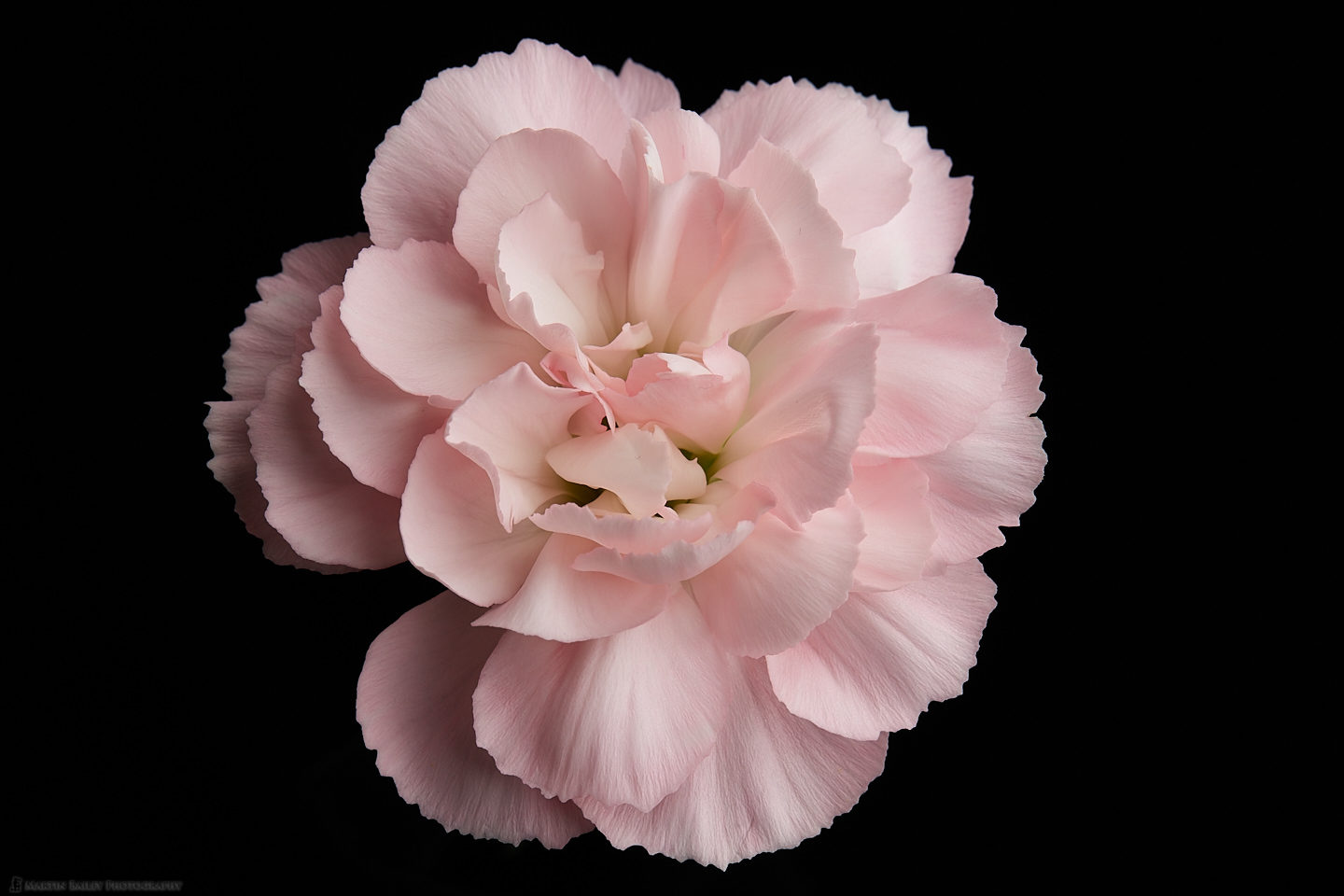 Pink Carnation