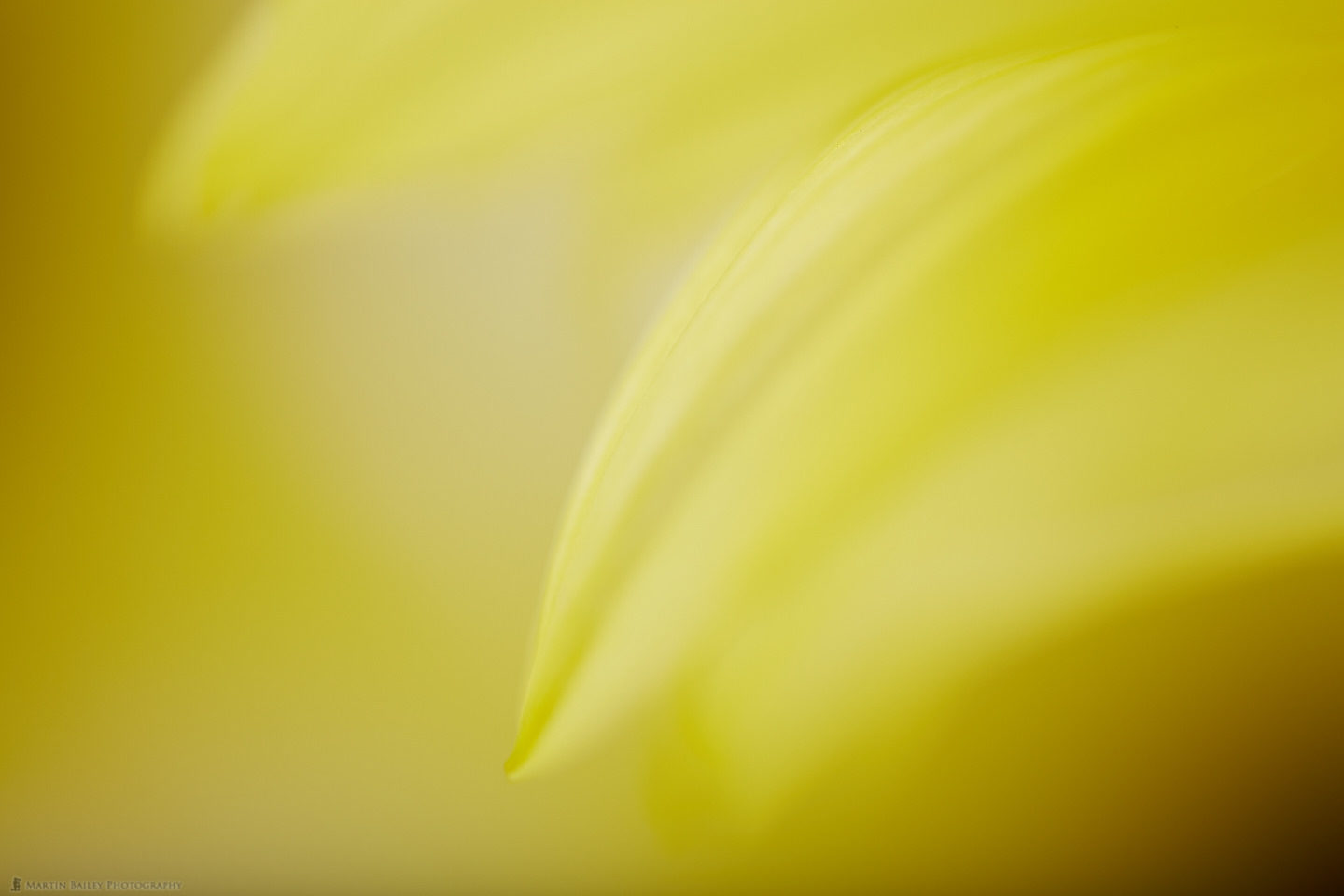 Sunflower Petals #2